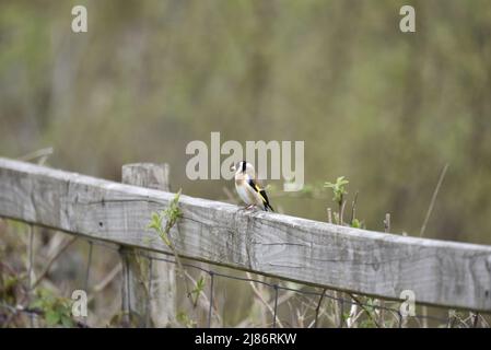 European Goldfinch (Carduelis carduelis) arroccato su Top of a Fence nel primo piano dell'immagine, contro uno sfondo verde sfocato in Galles, Regno Unito, aprile Foto Stock