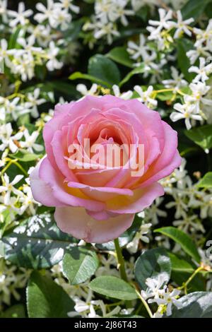 Rosa rosa di fronte a fiori bianchi di gelsomino Foto Stock