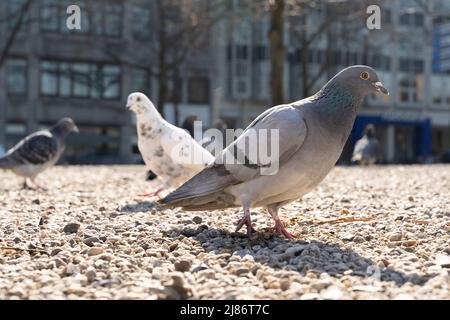 Un piccione della città a piedi sul terreno alla ricerca di cibo con sabbia e pietra in un animale parc in città Foto Stock