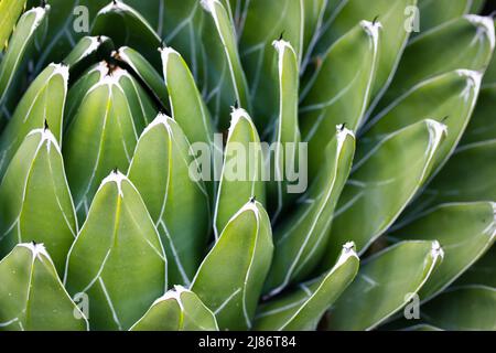 Bellissima regina victoria agave. Cactus succulente con foglie verdi lisce lunghe, una pianta scarlatta in un giardino botanico, serra, piantagione in M. Foto Stock