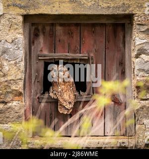 Gufo tawny in fienile Foto Stock