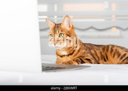 Un gatto zenzero carino sembra in modo accattivante in un computer portatile in camera. Foto Stock