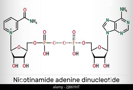 Molecola di nicotinammide adenina dinucleotide (forma ossidata, NAD+). È la formula chimica del coenzima scheletrico. Illustrazione vettoriale Illustrazione Vettoriale