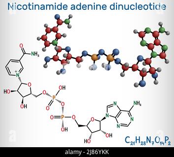 Molecola di nicotinammide adenina dinucleotide (forma ossidata, NAD+). È coenzima. Formula chimica strutturale, modello molecolare. Vettore Illustrazione Vettoriale