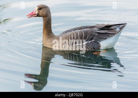 Immagine ravvicinata della più grande oca bianca con becco rosa che nuota in un lago. Riflesso dell'uccello in acqua blu. Foto Stock