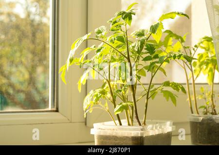 Piantine di pomodori in contenitori di plastica per alimenti sul davanzale sotto la luce del sole. Coltivando giovani piante di pomodori verdi a casa. Riutilizzo della containa in plastica Foto Stock