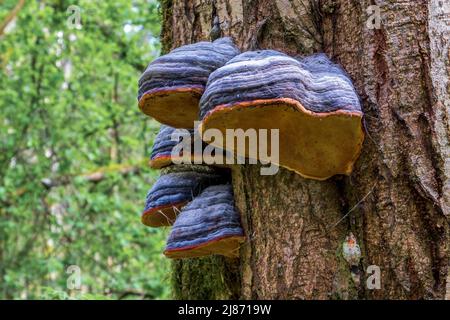 Fomitopsis pinicola, è un fungo di decadimento del gambo comune su alberi di legno tenero e di latifoglie. Il suo conca (corpo di frutta) è noto come il conca con cintura rossa Foto Stock