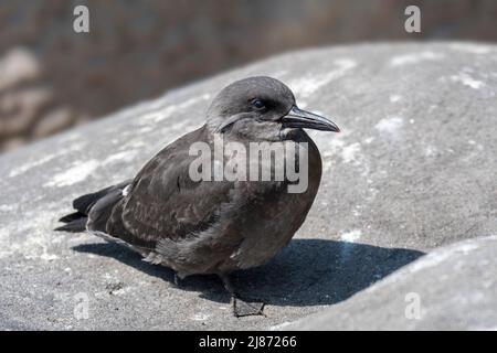 Inca tern (Larosterna inca) giovane arroccato su roccia, originario del Cile, Colombia, Ecuador e Perù Foto Stock