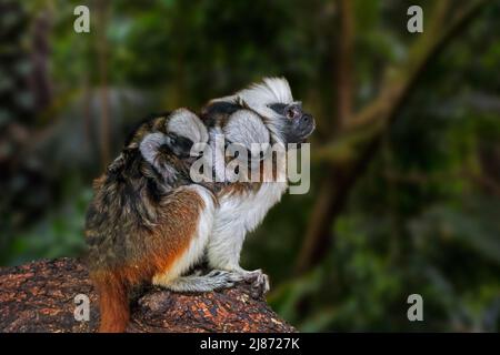 Cotone-top tamarin / cotone-testa tamarin / crested tamarin (Saguinus oedipus) con due bambini sulla schiena in foresta tropicale in Sud America Foto Stock