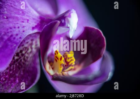 Maestosa macro orchidea viola scattata su sfondo nero Foto Stock