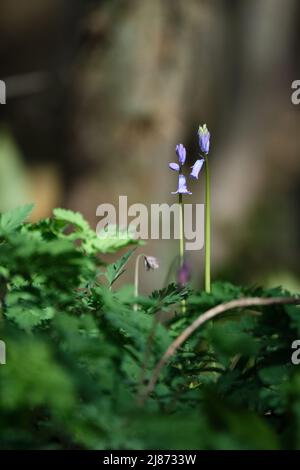 Fiore di singolo fiore di fiori di ciacinto viola campanella selvaggia. Primavera in legno con sfondo sfocato. Amersfoort Paesi Bassi Aprile 2022 Foto Stock