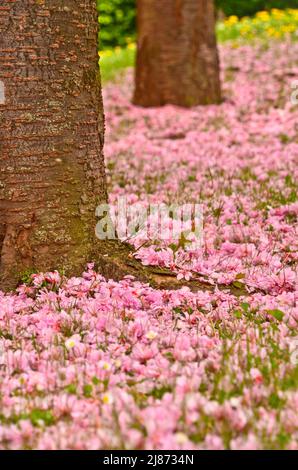 molti fiori rosa e foglie di un ciliegio, caduti sul terreno di erba verde Foto Stock