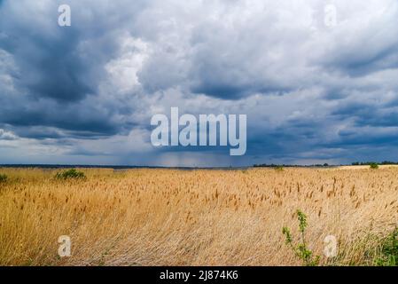 Paesaggio rurale, cielo con nuvole poco prima della tempesta sopra il prato soleggiato. Foto Stock