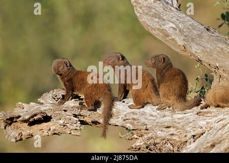 La famiglia delle nane mongoose (Helogale parvula) si crogiola alla luce del sole, nel Parco Nazionale di Kruger, Sudafrica Foto Stock