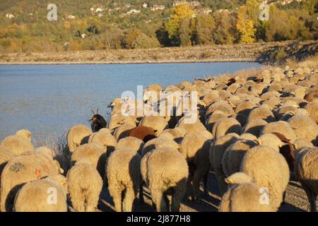 Gregge di pecore e capre sul levee del lago Serre Ponon, alpi, francia Foto Stock
