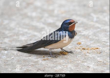 Una rondine (Hirundo rustica), molto soddisfatta di un po' di fango che ha raccolto dal cortile stalla da utilizzare come nido .Suffolk, UK . Foto Stock