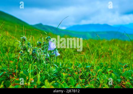 Il suggestivo prato fiorito sul pendio del monte Hoverla con vista sulle nubi basse e sulle montagne della catena di Chornohora, Carpazi, Ucraina Foto Stock