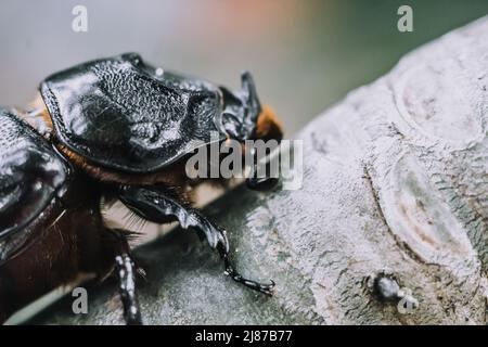 Macro real foto lato mezzo vista nero selvaggio europeo rinoceronte insetti coleotteri, forte protetto corpo massiccio, testa naso forma unica. Entomologia Foto Stock