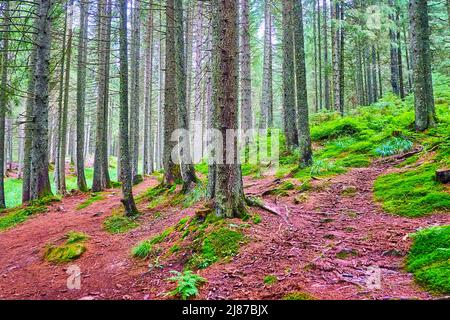 Godetevi la passeggiata nella foresta profonda di larici con terreno rosso, muschio verde brillante e addensati di felci, Monte Hoverla, Carpazi, Ucraina Foto Stock