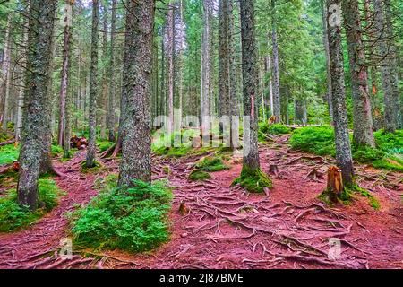 I vecchi tronchi alti e sottili di conifere, coperti di lichen e muschio, la foresta profonda sul pendio del monte Hoverla, Carpazi, Ucraina Foto Stock