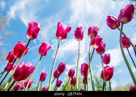 Vista dal basso di tulipani rossi con sfondo blu cielo. Primo piano. Foto Stock