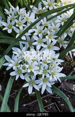Colore bianco Scilla sect. Chionodoxa fiori in un giardino. Idea per cartoline, saluti, inviti, poster. Foto Stock