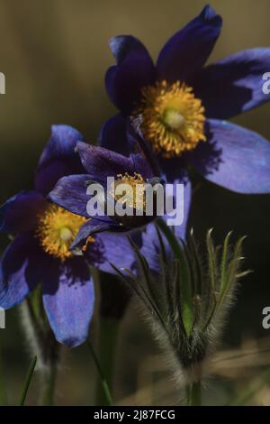 сlose-up di fiori di pasquefflowers viola all'aperto alla luce del sole. Pulsatilla patens, pastqueflower orientale, diffusione anemone. Soffici fiori di primavera viola. Foto Stock