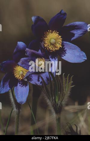 сlose-up di fiori di pasquefflowers viola all'aperto alla luce del sole. Pulsatilla patens, pastqueflower orientale, diffusione anemone. Soffici fiori di primavera viola. Foto Stock