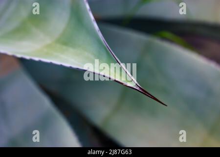 Agave fernandi regis. Pianta succulenta di cactus, foglia lunga liscia e pungolo affilato Foto Stock