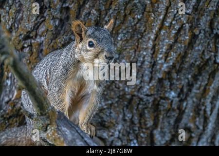 Volpe Squirrel (Sciurus niger) seduto su un ramo Foto Stock