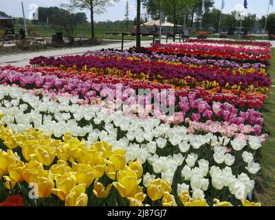 Letto di linee di tulipani multicolore in mostra nel parco orticolo di 60 ettari al Floriade Expo 2022 ad Almere, Paesi Bassi. Foto Stock