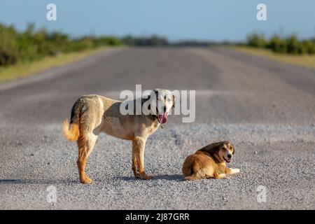 2 cani senza tetto seduti su strada asfaltata Foto Stock