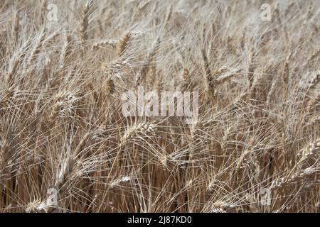 Primo piano di teste di grano dorato mature, Idaho, USA Foto Stock