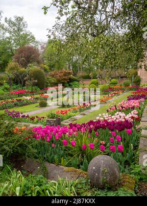 Chenies Manor Garden; vista ritratto del vivace tulipano del giardino affondato preso dall'albero di mele Bramley con la vischio sovrastante. Foto Stock