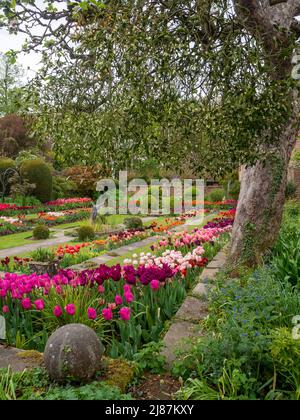 Chenies Manor Garden; vista ritratto; la vivace tulipano del giardino affondato, l'albero di mele Bramley con vischio sospeso. Foto Stock