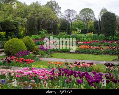 Chenies Manor Garden. Coloratissime varietà di tulipani nei confini delle piante con topiario, triglia e sentieri d'erba nel giardino Sunken. Foto Stock