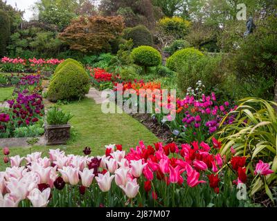 Chenies Manor Garden. Tulipa rosa vivace 'Barcelona', viola scuro, tulipani rossi e arancioni con prato fresco e fogliame di primavera nel giardino Sunken. Foto Stock