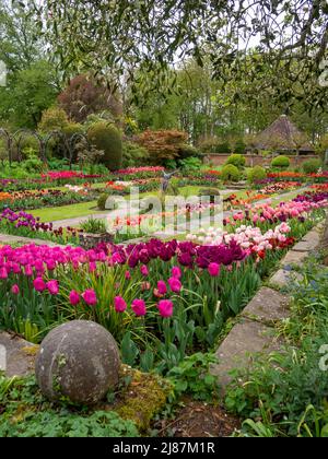 Chenies Manor Garden; vista ritratto; la vivace tulipano del giardino affondato, l'albero di mele Bramley con vischio sospeso. Foto Stock