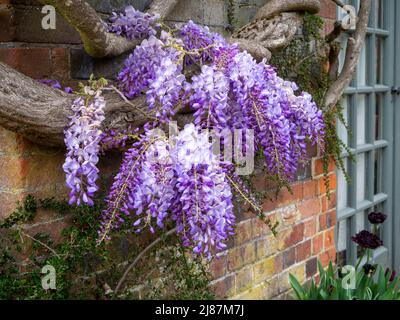 Chenies Manor Garden.Wisteria sulla parete della camera giardino vicino alle finestre francesi. Foto Stock