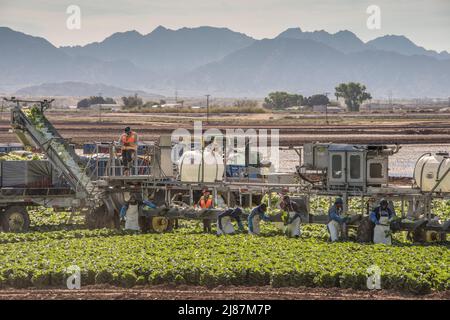Lavoratori agricoli migranti che raccolgono broccoli vicino a Yuma, Arizona, USA. Foto Stock