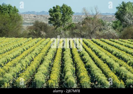 Broccoli in fiore per la produzione di semi, Yuman, Arizona, USA Foto Stock