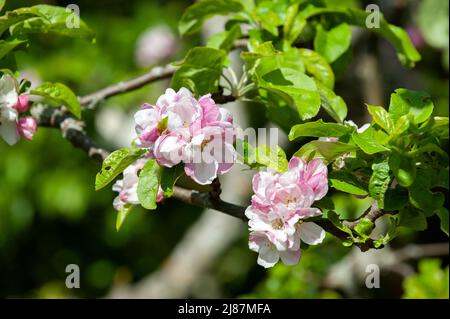 Fioriture di melo in una giornata di sole nel giardino primaverile (primo piano). Foto Stock