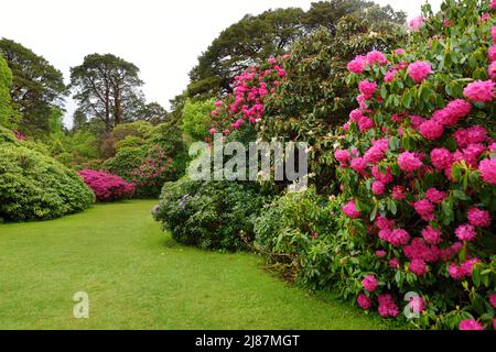 I bei cespugli di azalea fioriscono nei giardini di Muckross House, palazzo arredato del 19th-secolo adagiato tra montagne e boschi, County Kerry, IR Foto Stock