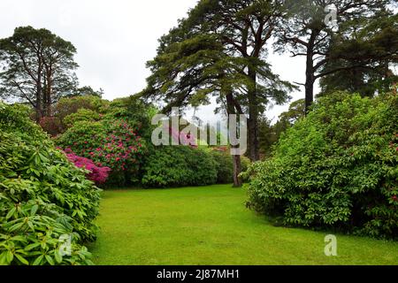 I bei cespugli di azalea fioriscono nei giardini di Muckross House, palazzo arredato del 19th-secolo adagiato tra montagne e boschi, County Kerry, IR Foto Stock