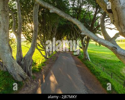 Vista aerea del Dark Hedges, un viale di alberi di faggio lungo Bregagh Road nella contea di Antrim. Il tunnel atmosferico dell'albero è stato usato come locatio di ripresa Foto Stock