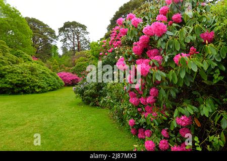 I bei cespugli di azalea fioriscono nei giardini di Muckross House, palazzo arredato del 19th-secolo adagiato tra montagne e boschi, County Kerry, IR Foto Stock