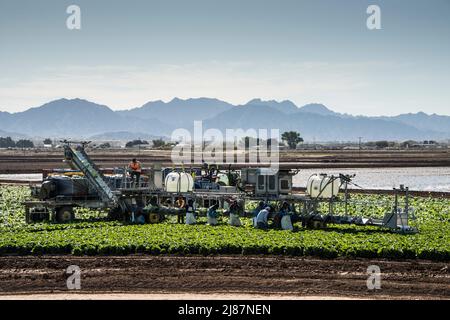 Lavoratori migranti che mietono ortaggi in un campo a Yuma, Arizona, USA Foto Stock