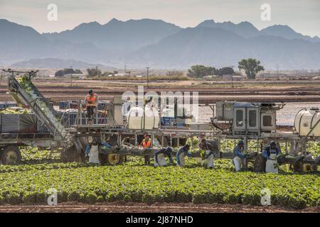 Lavoratori migranti che mietono ortaggi in un campo a Yuma, Arizona, USA Foto Stock