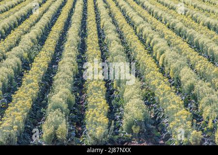 Piante di broccoli in file che vanno a seme per la produzione di semi, Yuma, Arizona, USA Foto Stock