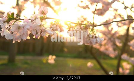 Fiori Rosa rami di albero di mela che si muovono sul vento in Sunny Spring Day sullo sfondo di Clear Blue Sky. Ciliegie fiorisce alla luce del sole durante il tramonto Foto Stock